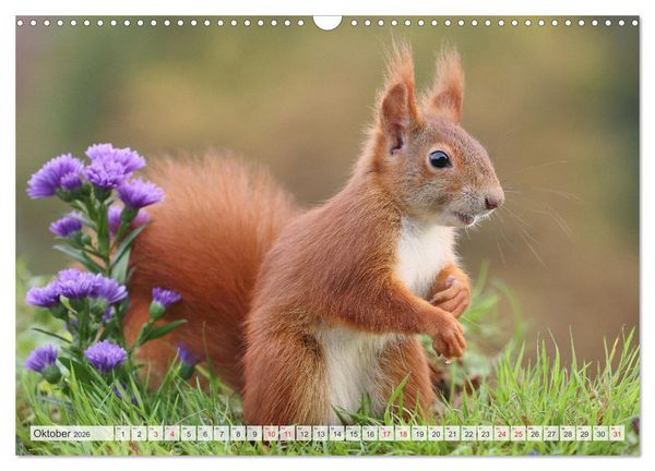 Produktbild: Besondere Augenblicke mit Eichh&ouml;rnchen (Wandkalender 2026 DIN A3 quer), CALVENDO Monatskalender