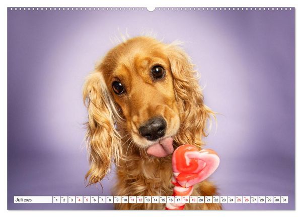 Produktbild: Hunde im Naschparadies (hochwertiger Premium Wandkalender 2026 DIN A2 quer), Kunstdruck in Hochglanz