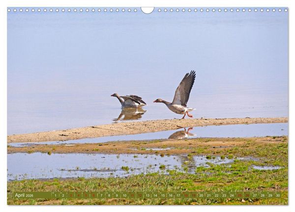 Produktbild: Steinhuder Meer, Vogel-Momente (Wandkalender 2026 DIN A3 quer), CALVENDO Monatskalender