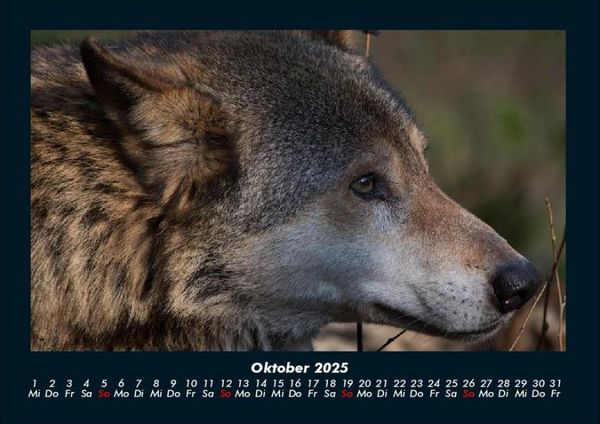 Produktbild: Welt der Tiere 2025 Fotokalender DIN A4