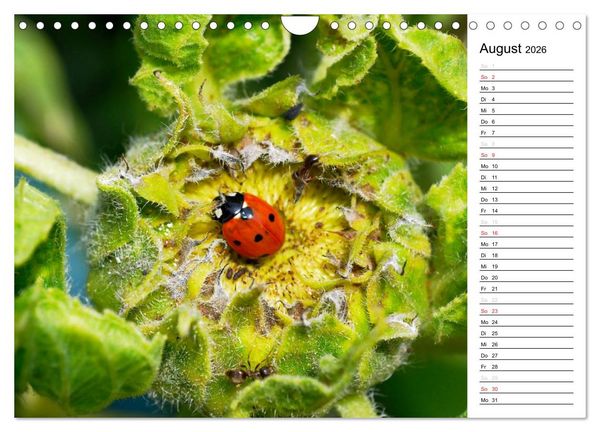 Produktbild: Marienk&auml;fer 2026 (Wandkalender 2026 DIN A4 quer), CALVENDO Monatskalender