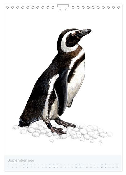 Produktbild: Pinguine - 13 Illustrationen (Wandkalender 2026 DIN A4 hoch), CALVENDO Monatskalender