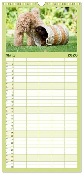 Produktbild: Familienplaner 2026 - Pudel mit 5 Spalten (Wandkalender, 21 x 45 cm) CALVENDO