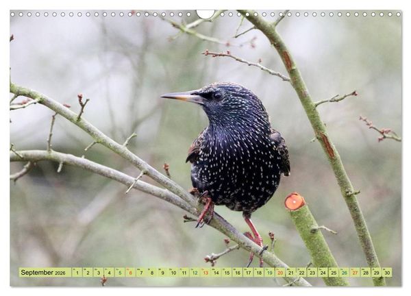Produktbild: Gefiederte Gesellen - V&ouml;gel aus Wald und Garten (Wandkalender 2026 DIN A3 quer), CALVENDO Monatskalender