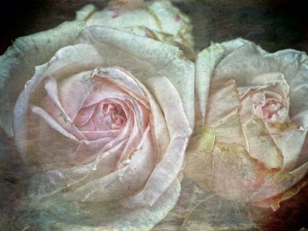 Produktbild: CALVENDO Puzzle Romantische Rosen - Shabby Chic Style | 1000 Teile Lege-Gr&ouml;&szlig;e 64x48cm Foto-Puzzle f&uuml;r gl&uuml;ckliche Stunden