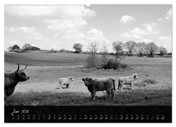 Produktbild: Highland Cattle vom Nordlicht - Faszination Hochland Rind (hochwertiger Premium Wandkalender 2026 DIN A2 quer), Kunstdruck in Hochglanz
