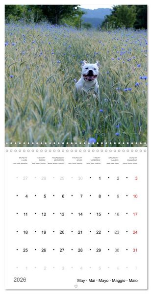 Produktbild: American Bulldog (Wall Calendar 2026 12 &times; 12 Inch) CALVENDO 12 Month Wall Calendar