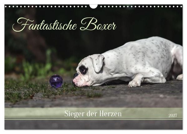 Produktbild: Fantastische Boxer - Sieger der Herzen (Wandkalender 2027 DIN A3 quer), CALVENDO Monatskalender