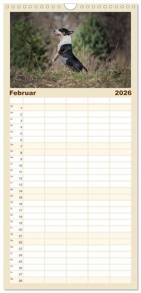 Produktbild: Familienplaner 2026 - Bullterrier - charmante Herzensbrecher mit 5 Spalten (Wandkalender, 21 x 45 cm) CALVENDO