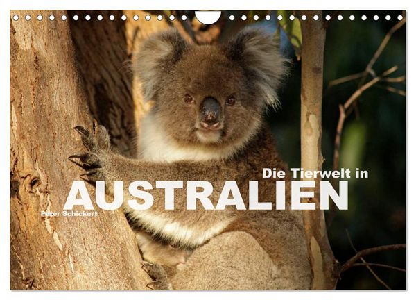 Produktbild: Die Tierwelt in Australien (Wandkalender 2026 DIN A4 quer), CALVENDO Monatskalender