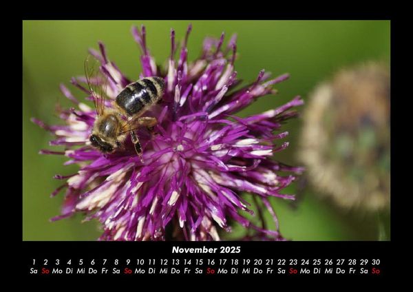 Produktbild: Bienen 2025 Fotokalender DIN A3