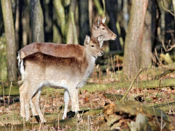 Produktbild: CALVENDO Puzzle Der Sikahirsch - Der kleine Asiat in unseren W&auml;ldern | 1000 Teile Lege-Gr&ouml;&szlig;e 64x48cm Foto-Puzzle f&uuml;r gl&uuml;ckliche Stunden