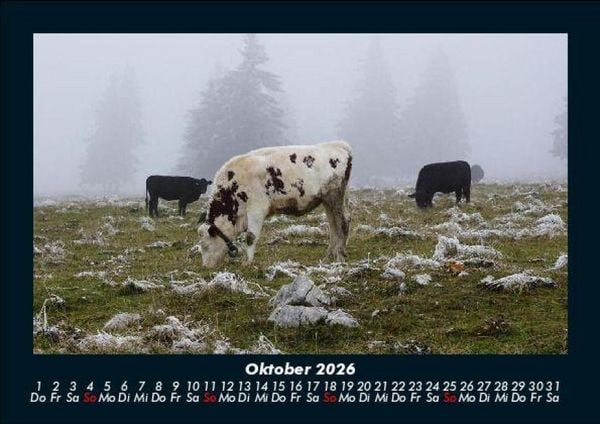 Produktbild: Kuhkalender 2026 Fotokalender DIN A5