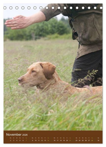 Produktbild: Chesapeake Bay Retriever 2026 (Tischkalender 2026 DIN A5 hoch), CALVENDO Monatskalender