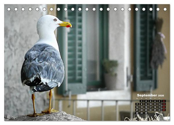 Produktbild: Wie ein Vogel in Rovinj! (Tischkalender 2026 DIN A5 quer), CALVENDO Monatskalender