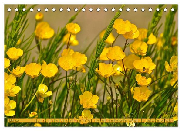 Produktbild: Wildwuchs 2026 (Tischkalender 2026 DIN A5 quer), CALVENDO Monatskalender