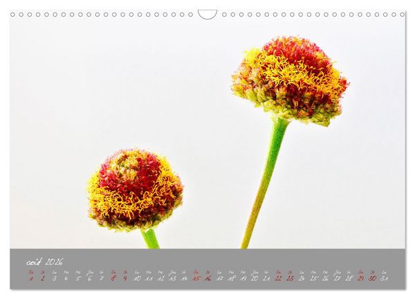 Produktbild: Des fleurs sur le chemin du matin (Calendrier mural 2026 DIN A3 vertical), CALVENDO calendrier mensuel