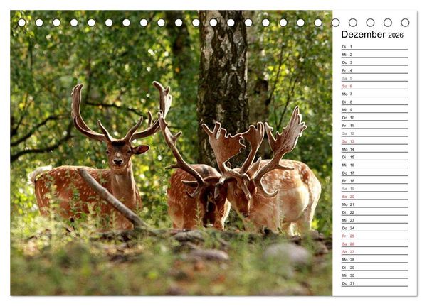 Produktbild: Hirsche (Tischkalender 2026 DIN A5 quer), CALVENDO Monatskalender