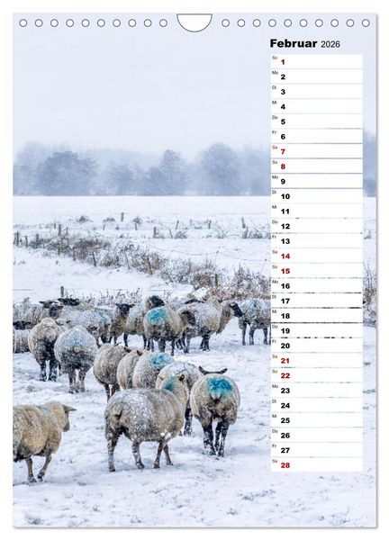 Produktbild: Westk&uuml;ste - Zwischen St. Peter Ording, B&uuml;sum und Elbe (Wandkalender 2026 DIN A4 hoch), CALVENDO Monatskalender