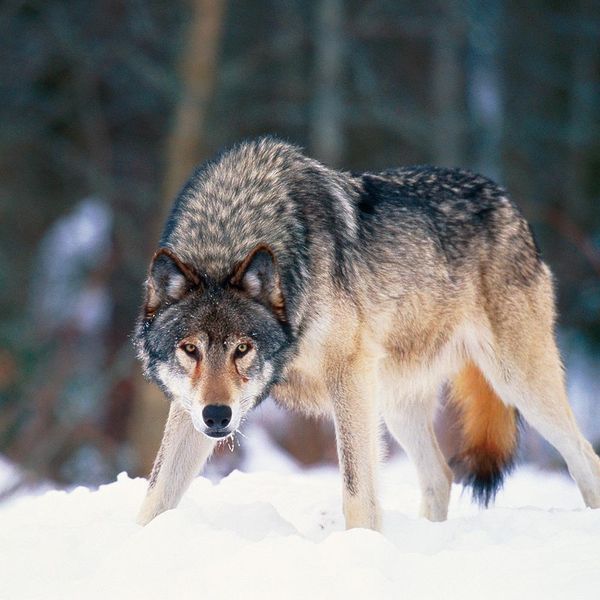 Produktbild: Wolves 2024