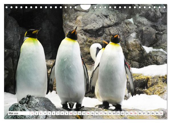 Produktbild: Tierische Fracktr&auml;ger (Wandkalender 2026 DIN A4 quer), CALVENDO Monatskalender