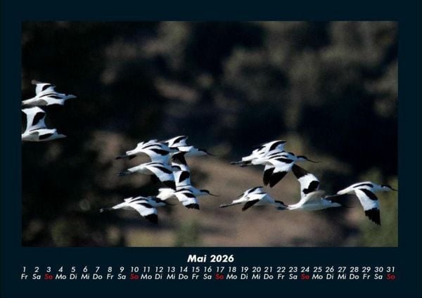 Produktbild: M&ouml;wen 2026 Fotokalender DIN A4