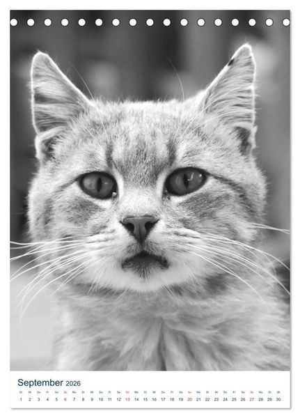 Produktbild: Wilde Katzen - Korsikas Samtpfoten (Tischkalender 2026 DIN A5 hoch), CALVENDO Monatskalender