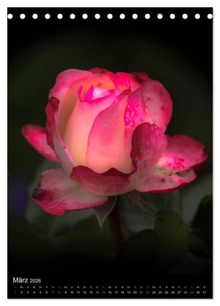 Produktbild: Gartenrosen (Tischkalender 2026 DIN A5 hoch), CALVENDO Monatskalender