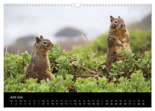 Produktbild: Monterey California (Wandkalender 2026 DIN A3 quer), CALVENDO Monatskalender