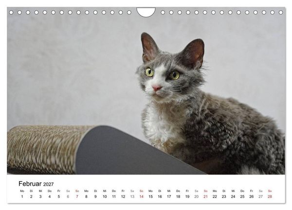 Produktbild: Rassekatzen 2027 (Wandkalender 2027 DIN A4 quer), CALVENDO Monatskalender