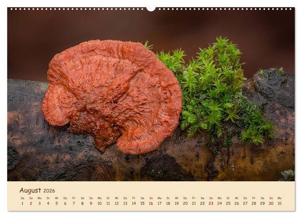 Produktbild: Pilzgalerie - Eindrucksvolle Aufnahmen von unseren heimischen Pilzen (Wandkalender 2026 DIN A2 quer), CALVENDO Monatskalender
