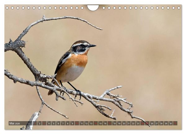 Produktbild: Heimische Singv&ouml;gel in Feld und Flur (Wandkalender 2026 DIN A4 quer), CALVENDO Monatskalender