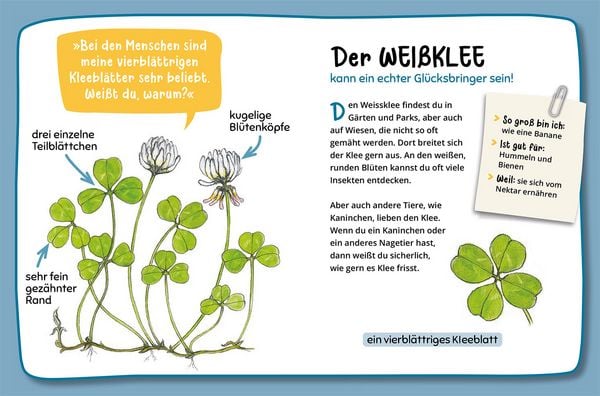 Produktbild: Mein erster Naturf&uuml;hrer, Was bl&uuml;ht denn da?