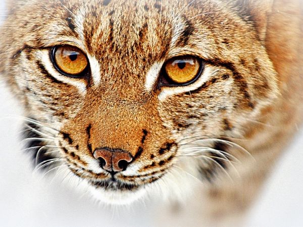 Produktbild: CALVENDO Puzzle Luchs | 1000 Teile Lege-Gr&ouml;&szlig;e 64x48cm Foto-Puzzle f&uuml;r gl&uuml;ckliche Stunden