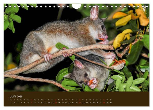 Produktbild: Beuteltiere Australiens (Wandkalender 2026 DIN A4 quer), CALVENDO Monatskalender