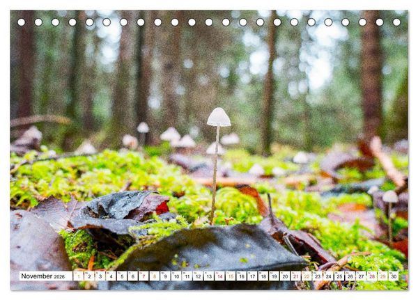 Produktbild: Natur hautnah Kalender (Tischkalender 2026 DIN A5 quer), CALVENDO Monatskalender