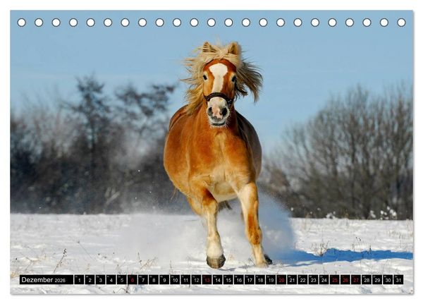 Produktbild: Welt der Pferde (Tischkalender 2026 DIN A5 quer), CALVENDO Monatskalender