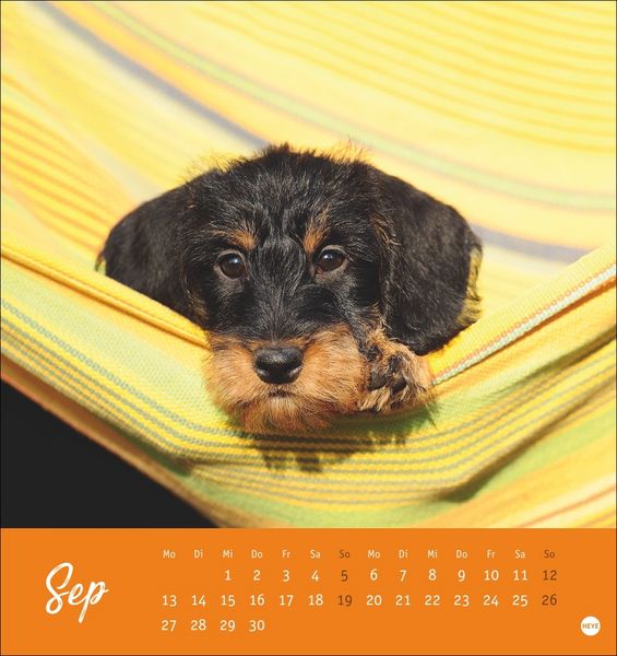 Produktbild: Dackel Postkartenkalender 2027