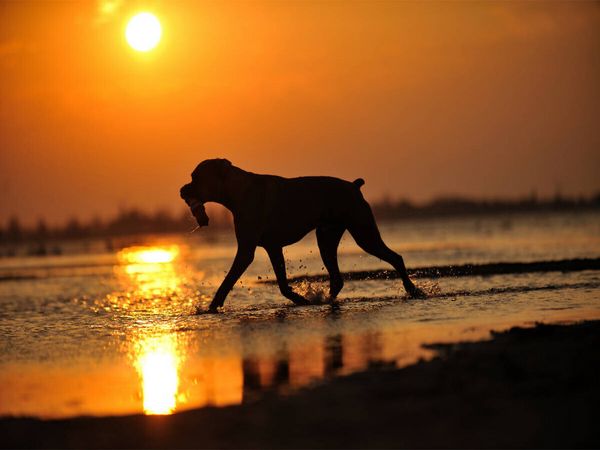 Produktbild: CALVENDO Puzzle Boxer im Sonnenuntergang | 1000 Teile Lege-Gr&ouml;&szlig;e 64 &times; 48 cm Foto-Puzzle f&uuml;r gl&uuml;ckliche Stunden