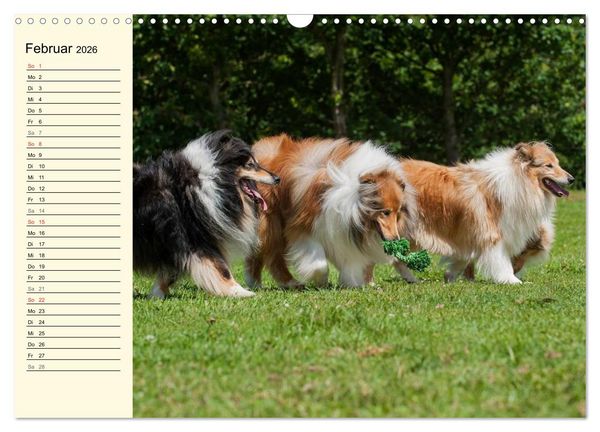 Produktbild: Collie - Mein bester Freund (Wandkalender 2026 DIN A3 quer), CALVENDO Monatskalender