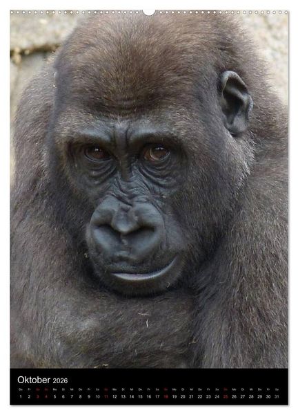 Produktbild: Gorillas (hochwertiger Premium Wandkalender 2026 DIN A2 hoch), Kunstdruck in Hochglanz