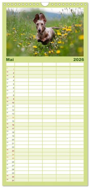 Produktbild: Familienplaner 2026 - DACKEL... wissen was sie wollen... (und was nicht...) mit 5 Spalten (Wandkalender, 21 x 45 cm) CALVENDO