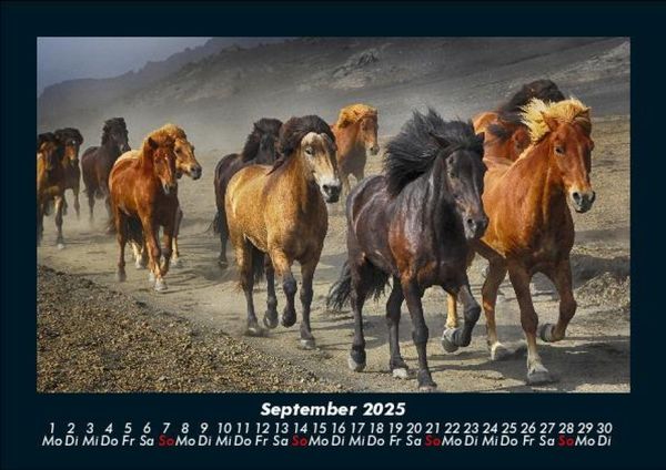 Produktbild: Pferdegefl&uuml;ster 2025 Fotokalender DIN A5