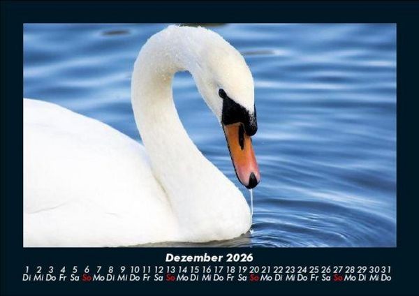 Produktbild: Vogelparadies 2026 Fotokalender DIN A5