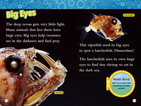 Produktbild: Weird Sea Creatures