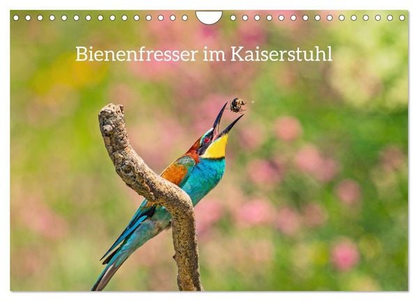 Bienenfresser im Kaiserstuhl (Wandkalender 2026 DIN A4 quer), CALVENDO Monatskalender