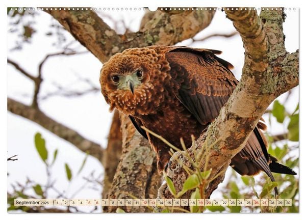 Produktbild: Afrikas Vogelwelt 2026 (Wandkalender 2026 DIN A2 quer), CALVENDO Monatskalender