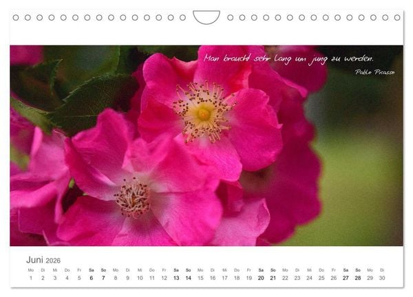 Produktbild: Rendezvous im Park (Wandkalender 2026 DIN A4 quer), CALVENDO Monatskalender