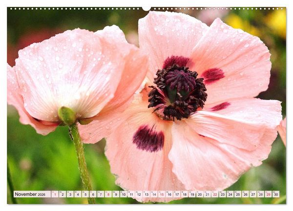 Produktbild: Mohnblumen. Leuchtender Liebreiz auf Wiesen und in G&auml;rten (Wandkalender 2026 DIN A2 quer), CALVENDO Monatskalender