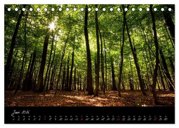 Produktbild: Wald (Tischkalender 2026 DIN A5 quer), CALVENDO Monatskalender